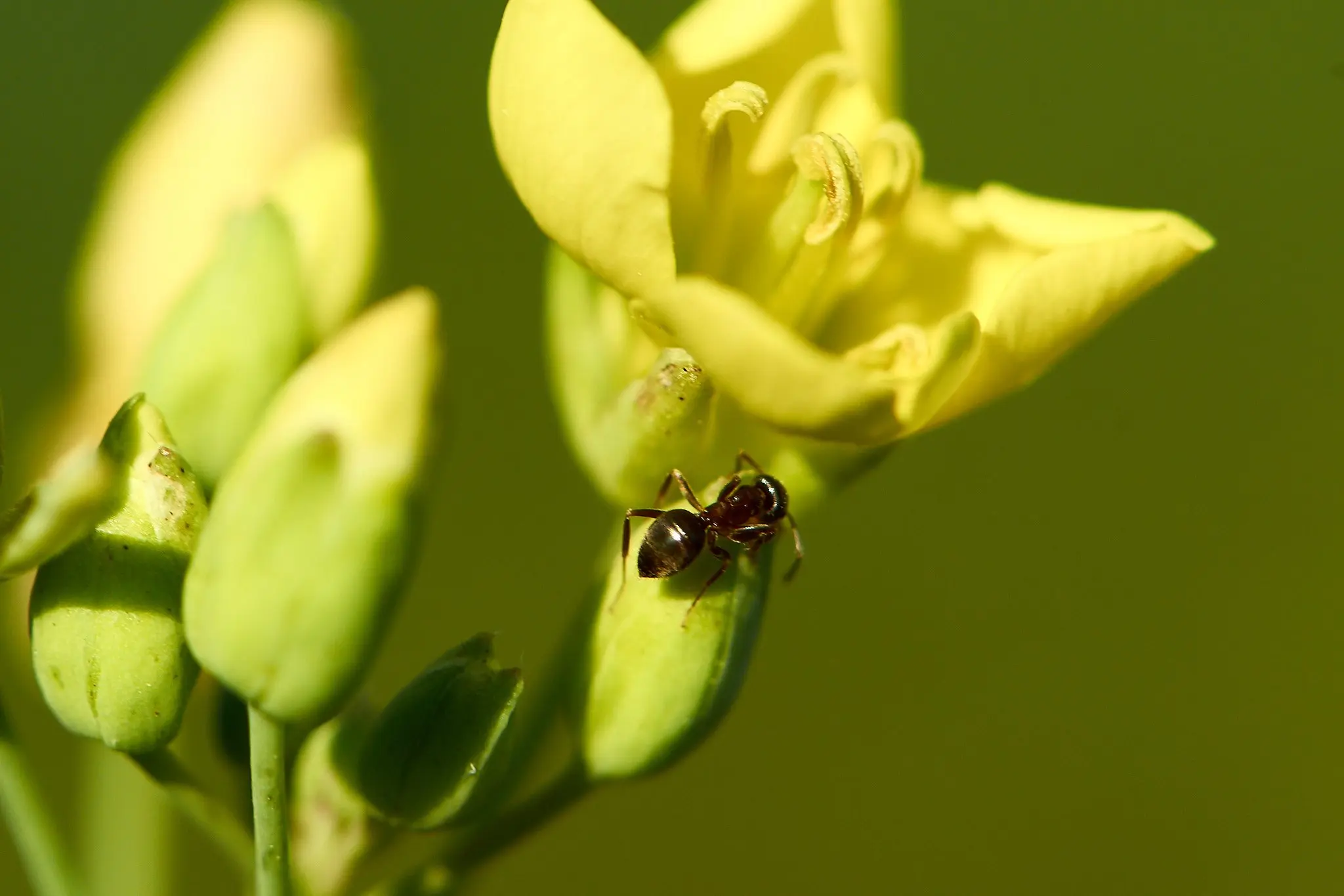 Ameise auf gelber Blüte