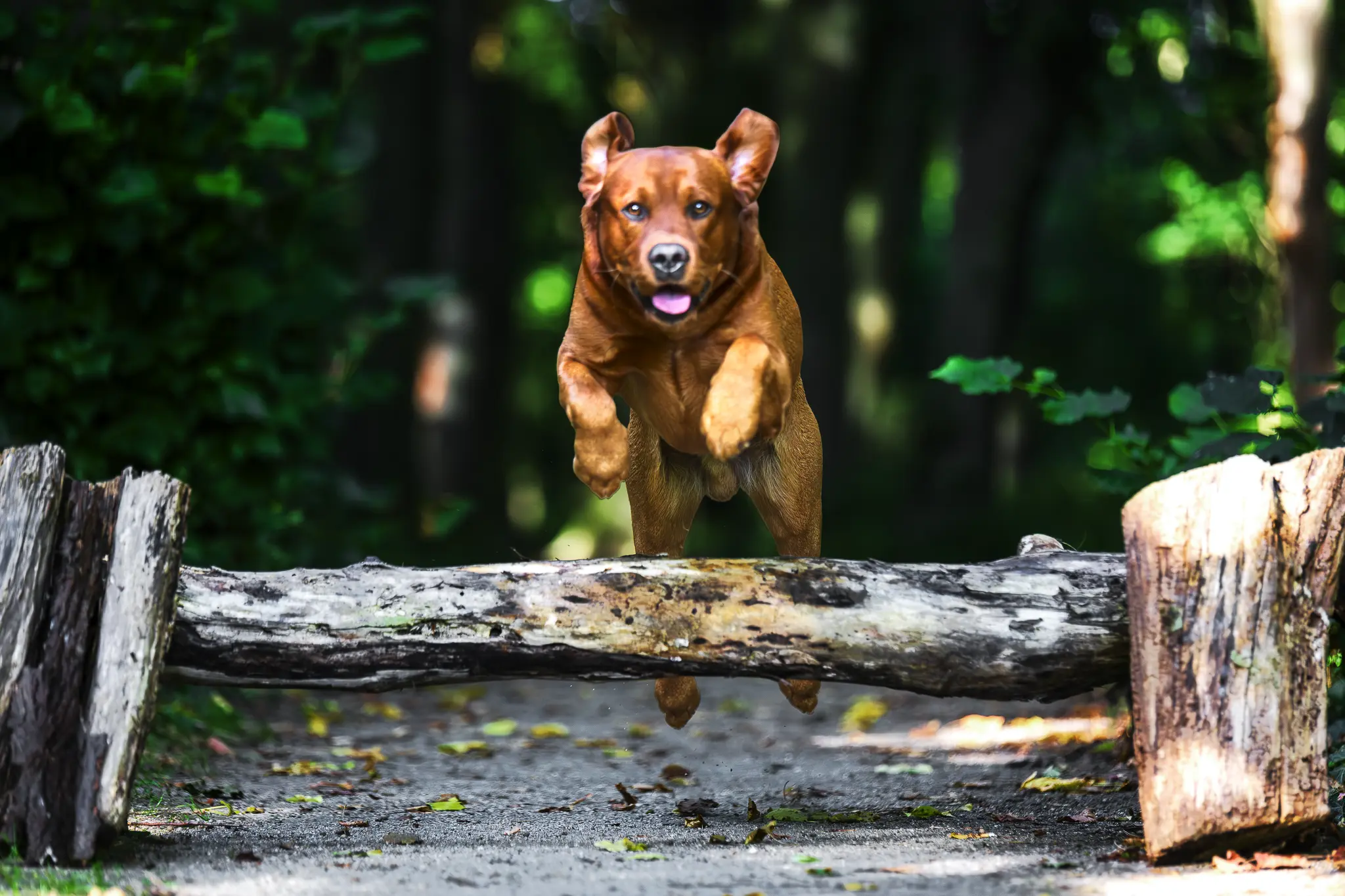 Ein dynamisches Action-Foto eines braunen Hundes (Labrador-Typ), der im Wald frontal über einen Baumstamm springt. Der Hund befindet sich mitten im Sprung in der Luft, mit fokussiertem Blick direkt in die Kamera. Der Hintergrund zeigt grünes Laub in einer starken Unschärfe, wodurch der Hund plastisch hervorgehoben wird. Professionelle Tierfotografie und Action-Hundefotos von René Hering.