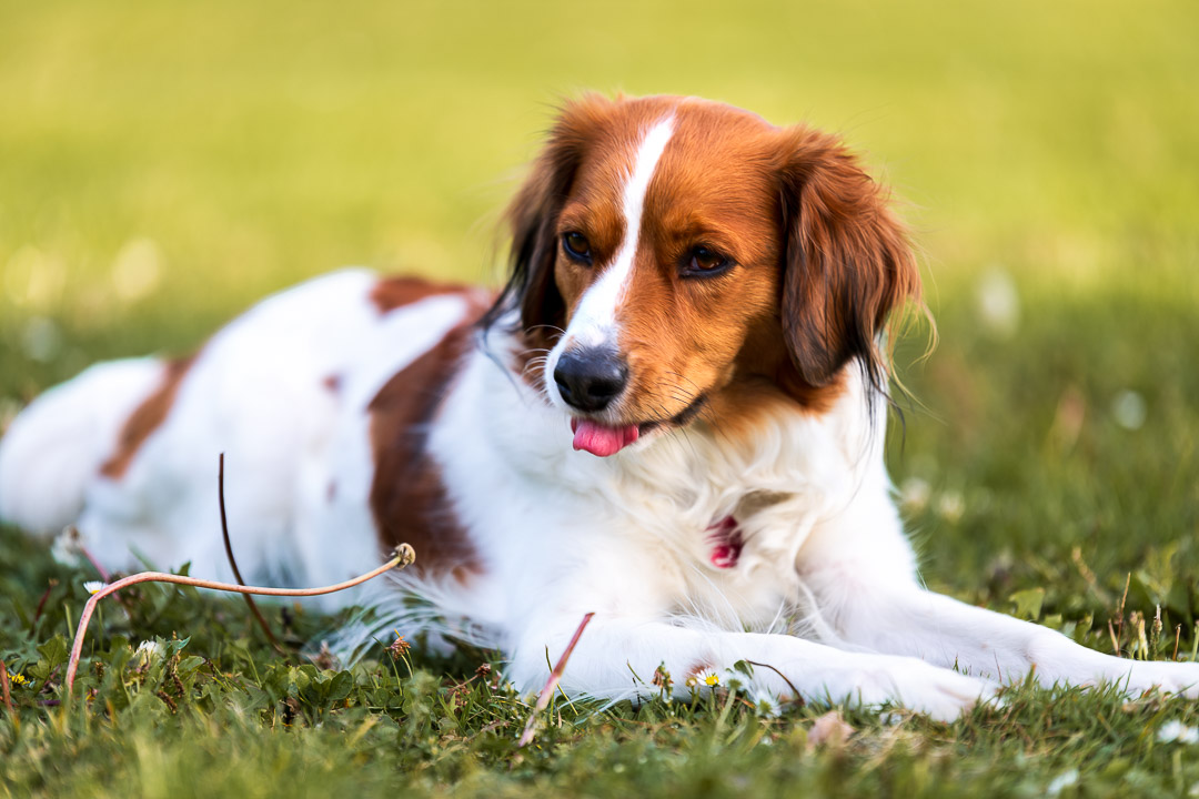 Nahaufnahme eines liegenden, weiß-braun gescheckten Hundes auf einer grünen Wiese mit kleinen Gänseblümchen. Der Hund blickt aufmerksam zur Seite, die Zungenspitze schaut keck hervor. Die geringe Schärfentiefe lässt den Hintergrund in sanftem Grün verschwimmen. Authentische Hundefotografie von René Hering im Rhein-Main-Gebiet.