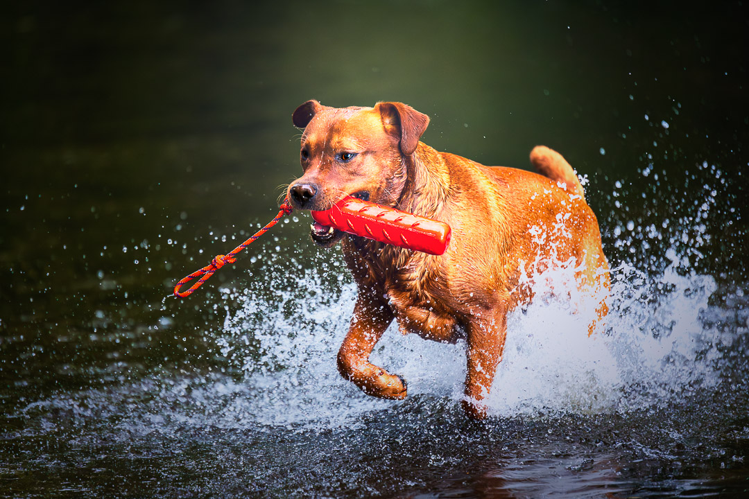 Action-Aufnahme eines braunen Hundes, der mit einem roten Dummy im Maul durch flaches Wasser rennt. Das Wasser spritzt dynamisch um die Beine des Hundes auf. Das Fell ist nass und glänzt, der Fokus liegt scharf auf dem Gesicht des Tieres. Professionelle Hundefotografie im Bereich Wasser-Action und Apportiertraining von René Hering.