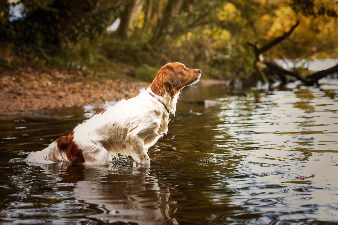 Ein seitliches Porträt eines weiß-braun gescheckten Hundes, der bis zum Bauch im flachen Wasser eines Sees oder Flusses steht. Das nasse Fell ist detailliert erkennbar, der Blick des Hundes ist aufmerksam nach oben gerichtet. Im Hintergrund ist ein bewaldetes Ufer in warmen, herbstlichen Farben unscharf zu sehen. Professionelle Hundefotografie am Wasser von René Hering im Rhein-Main-Gebiet.