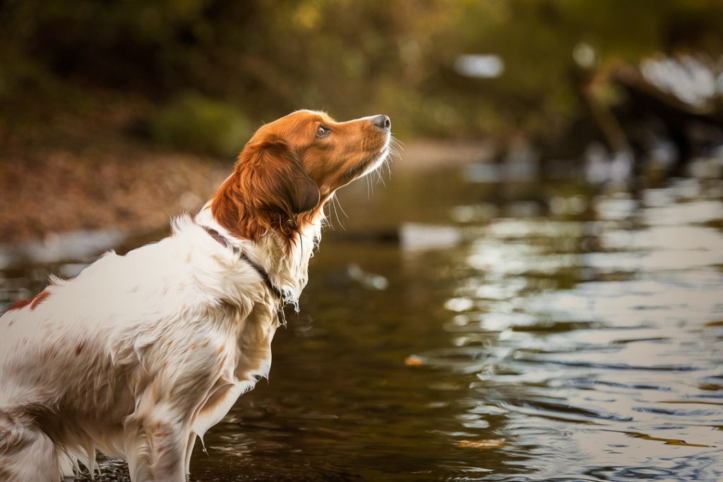 Eine Profilaufnahme eines weiß-braun gescheckten Hundes, der aufmerksam am Ufer eines Sees oder Flusses steht. Das nasse Fell glänzt im weichen, warmen Licht. Der Blick des Hundes ist konzentriert in die Ferne gerichtet. Die Spiegelungen auf der Wasseroberfläche im Hintergrund sind in einer sanften Unschärfe gehalten. Stimmungsvolle Hundefotografie am Wasser von René Hering.