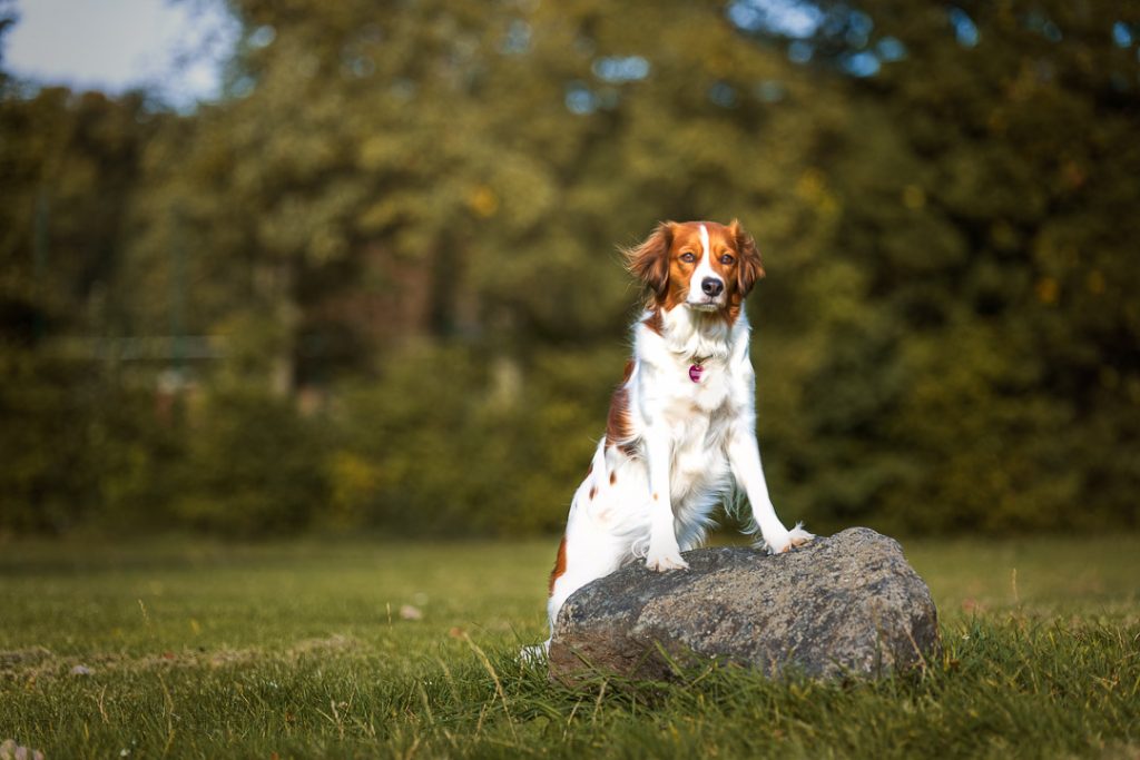 Ein aufmerksamer, weiß-braun gescheckter Hund steht stolz mit den Vorderpfoten auf einem großen grauen Stein in einer grünen Wiese. Das Fell weht leicht im Wind, und der Hund blickt mit einem sanften Ausdruck direkt in die Ferne. Der Hintergrund besteht aus einer weich gezeichneten Waldkulisse in warmen Grüntönen. Professionelle Hundefotografie im Rhein-Main-Gebiet, aufgenommen von René Hering.