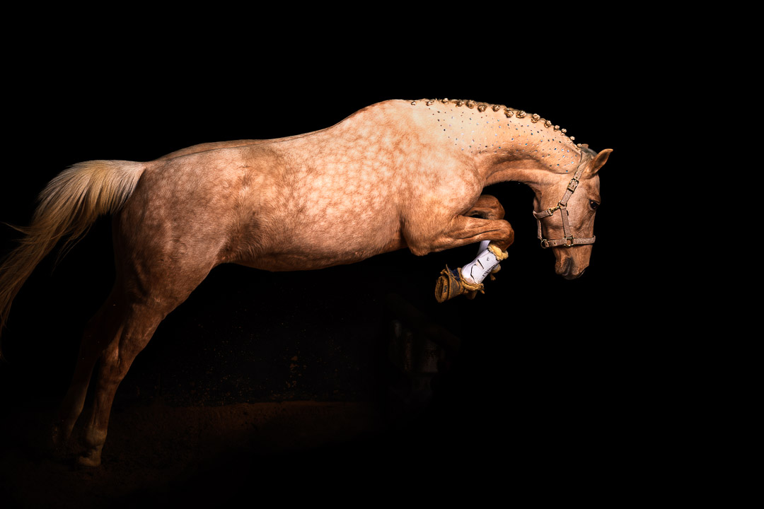 Professionelle Black-Background-Aufnahme eines springenden Pferdes (Apfelschimmel/Palomino-Mix) vor tiefschwarzem Hintergrund. Das Pferd ist in der Flugphase über einem Hindernis eingefangen, die Muskulatur und die eingeflochtene Mähne sind durch gezielte Lichtsetzung brillant hervorgehoben. Das Pferd trägt ein edles Halfter und Gamaschen. High-End Pferdefotografie und Sportfotografie im Rhein-Main-Gebiet von René Hering.