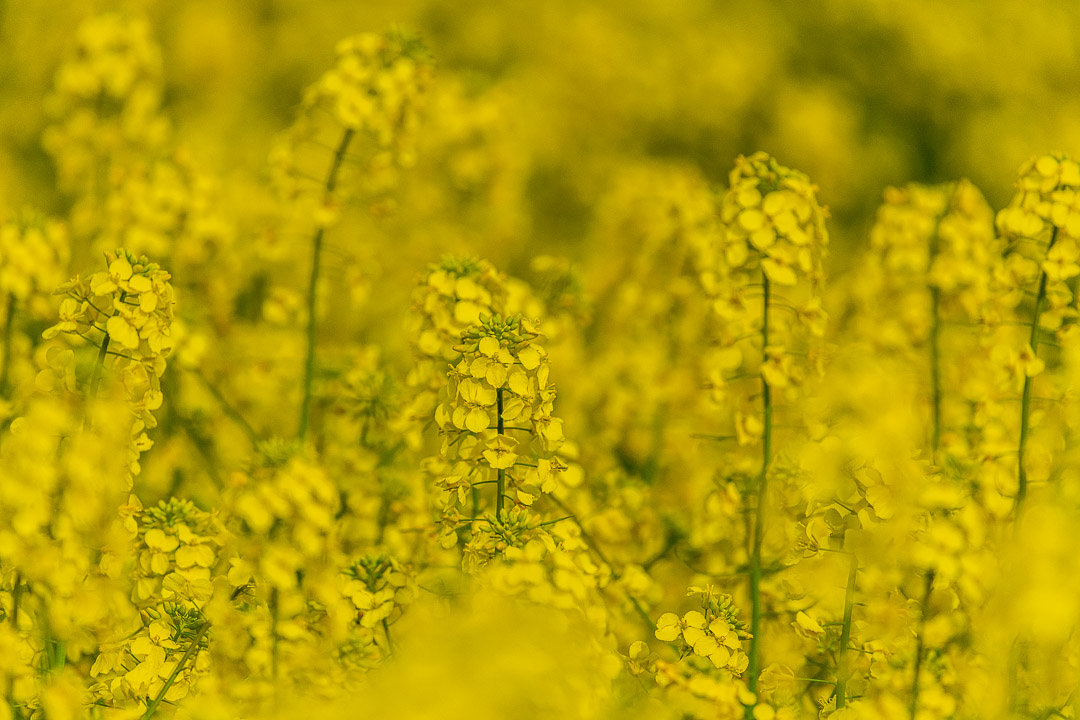 Fotoshooting im Rapsfeld: Der gelbe Traum für Hund & Pferd
