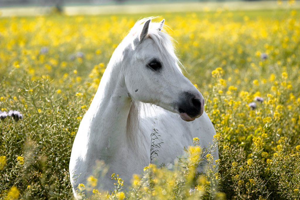 ALT-Text: Weißer Schimmel blickt aufmerksam in einem blühenden gelben Rapsfeld bei Sonnenlicht während eines Pferdeshootings.